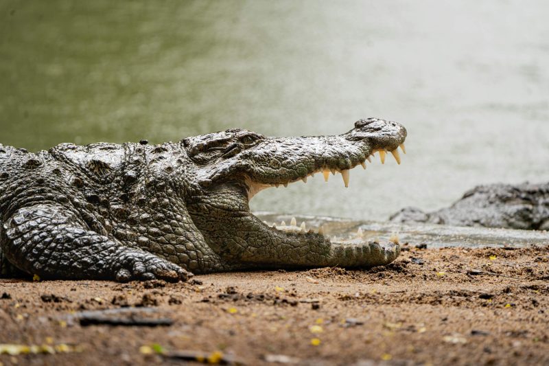 Crocodile - Cozie homes