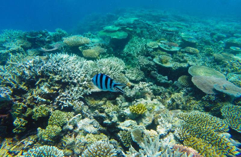 Reef-Tours-From-Port-Douglas - Cozie homes