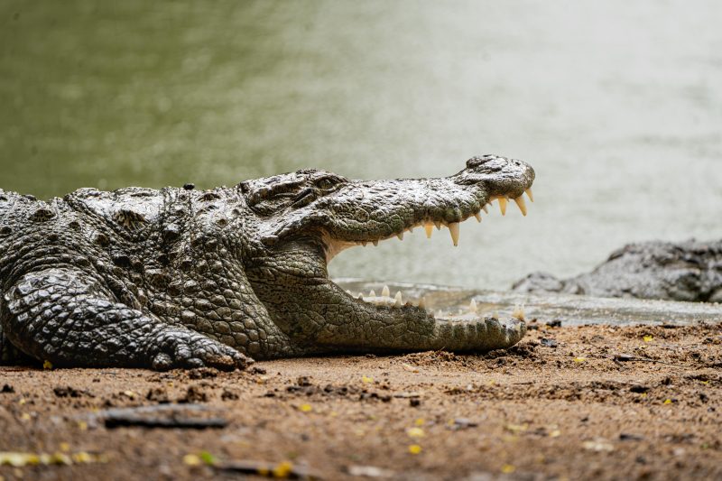 Hartley’s Crocodile Adventures Park Entry