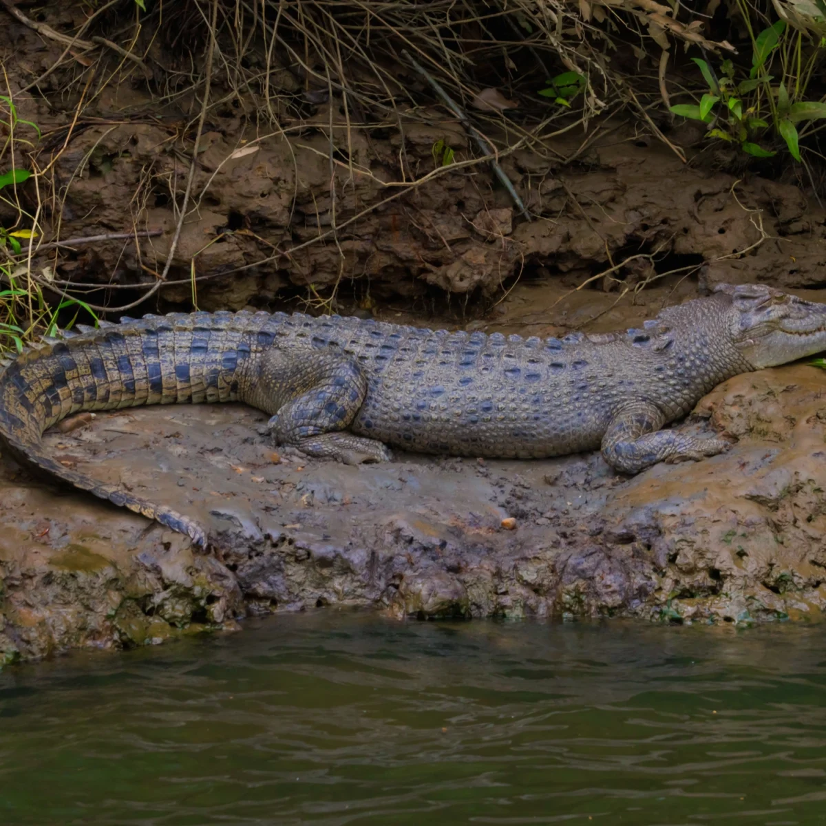 Crocodile on Riverbank