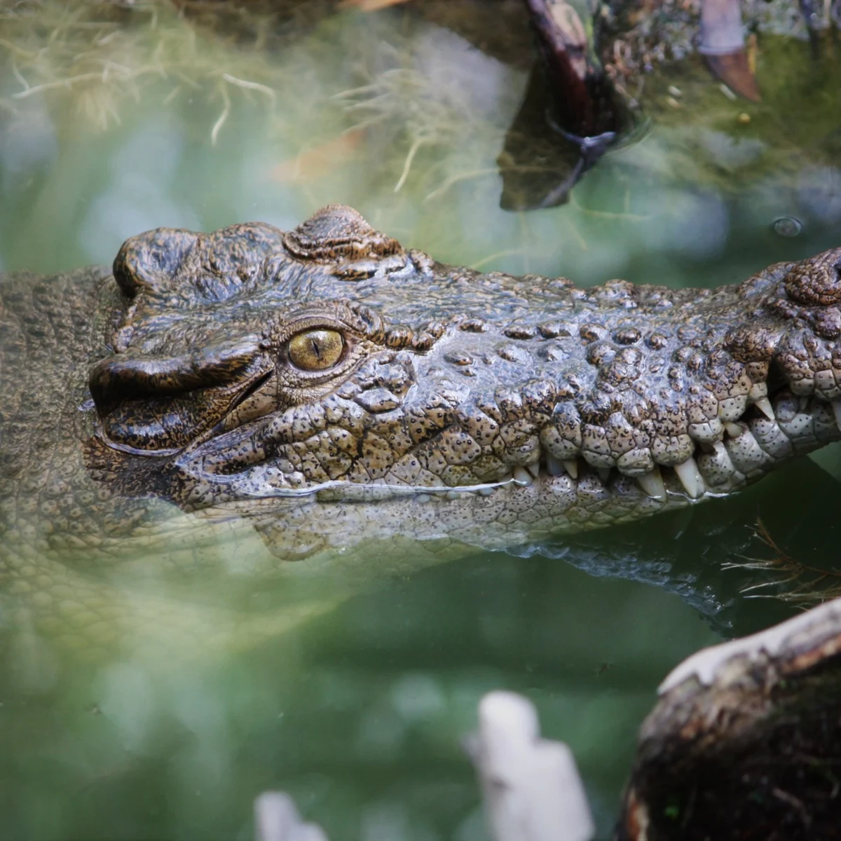 Crocodile Close Up