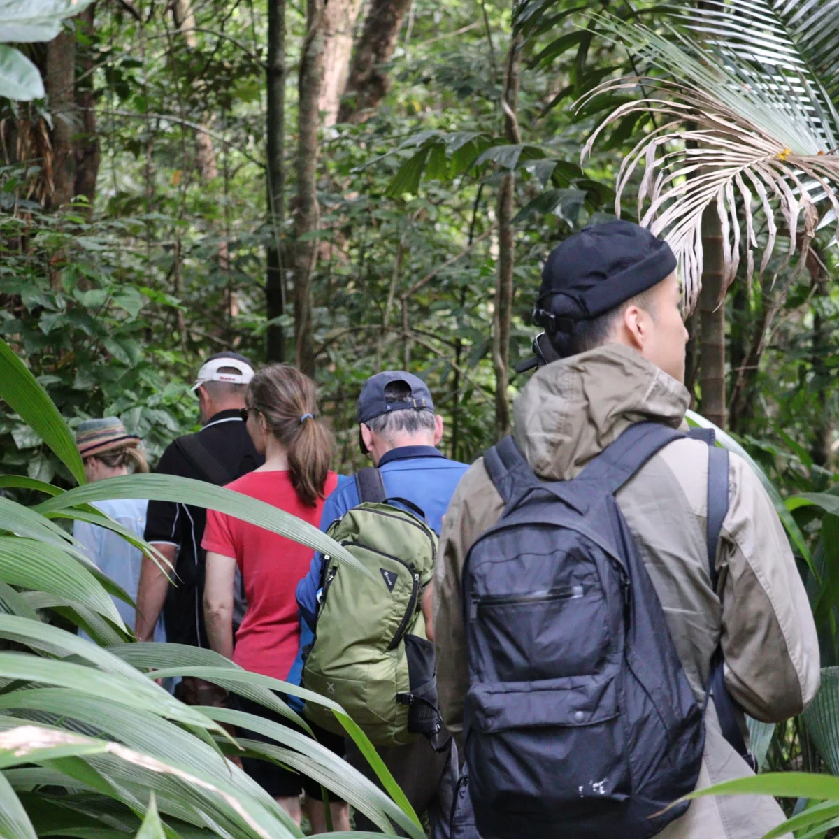 Walking through the Rainforest