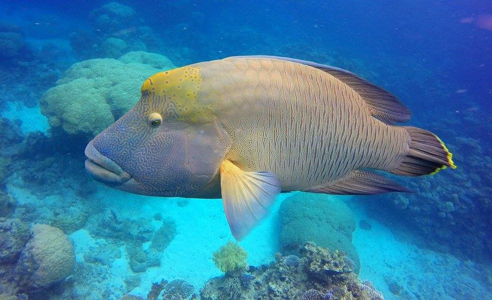 Maori Wrasse Reef Life