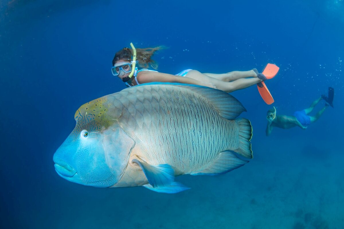 Snorkeller and Maori Wrasse