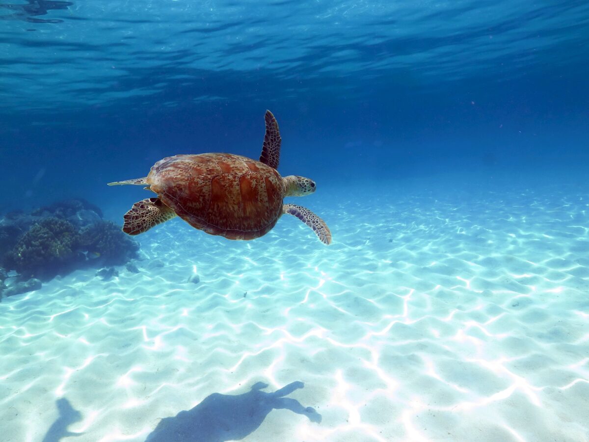 Sea Turtle Underwater