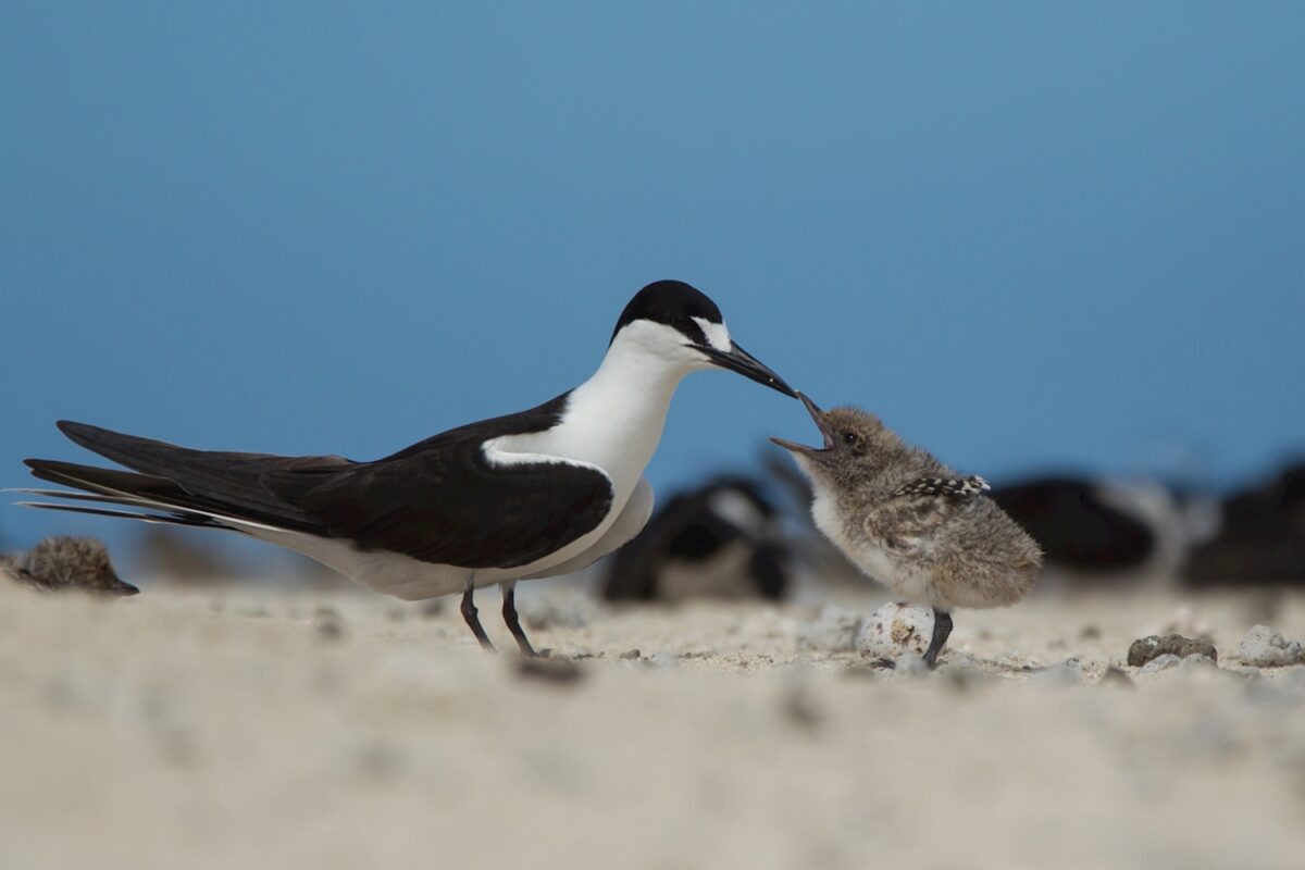 Seabird and Chick