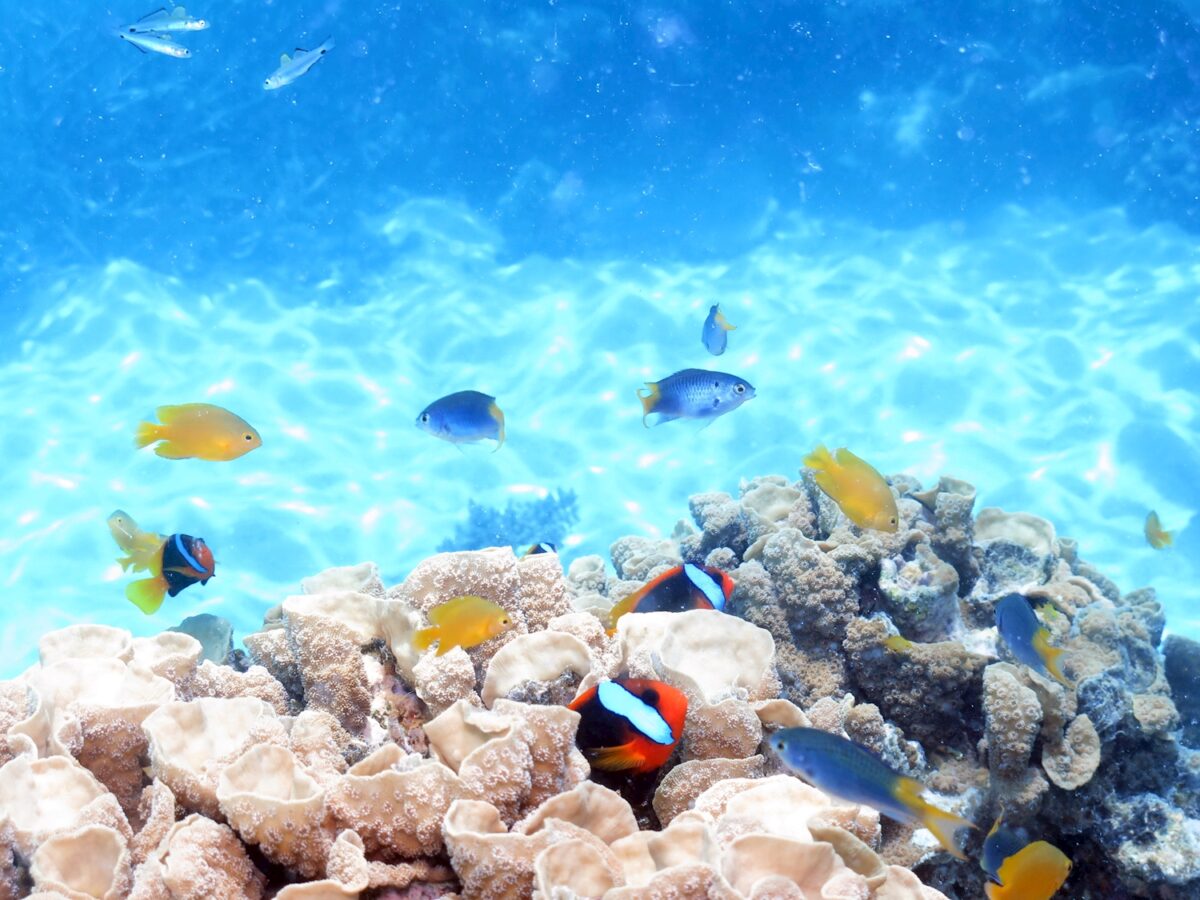 Coral and Reef Fish