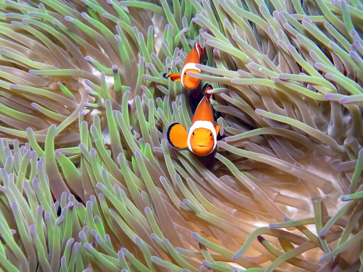 Clownfish and Anemone