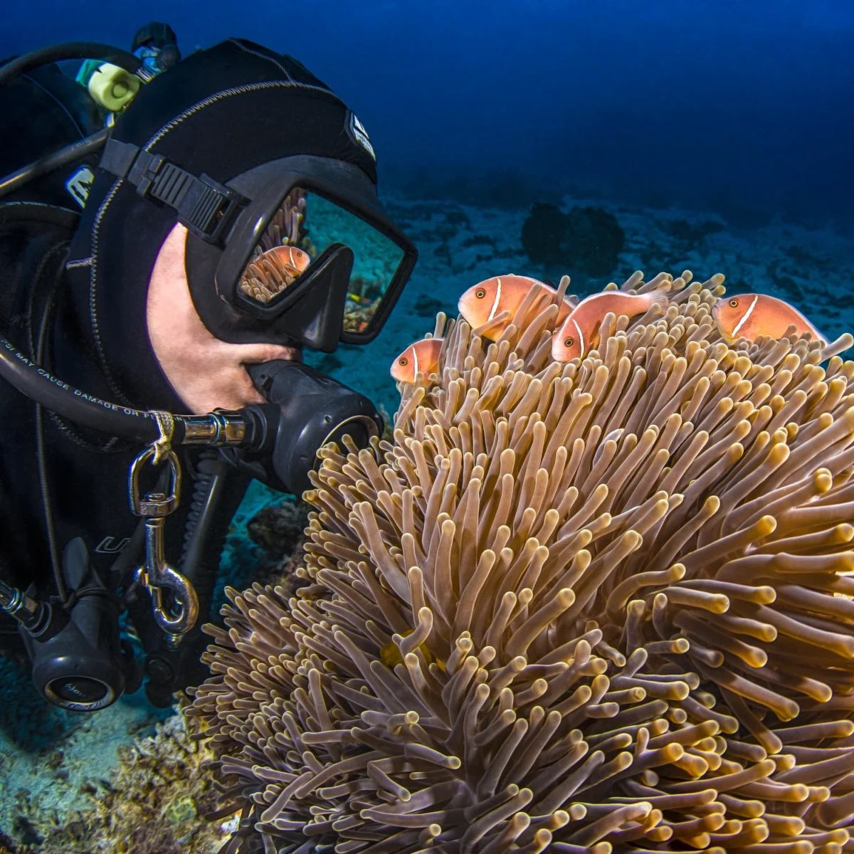 Diver and Clownfish