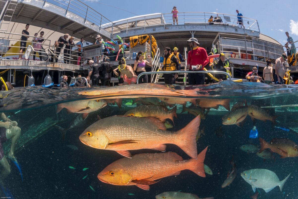 Fish beside the Snorkelling Platform