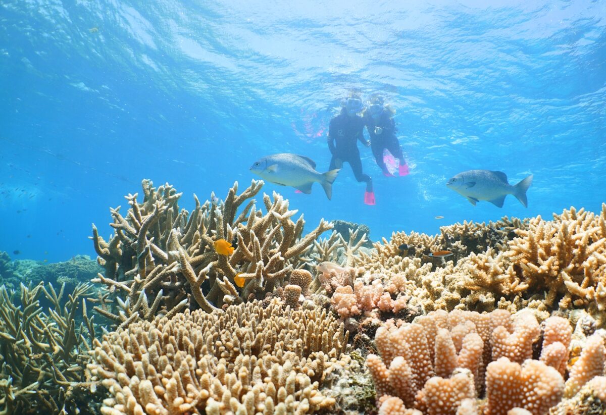 Snorkeller above Coral