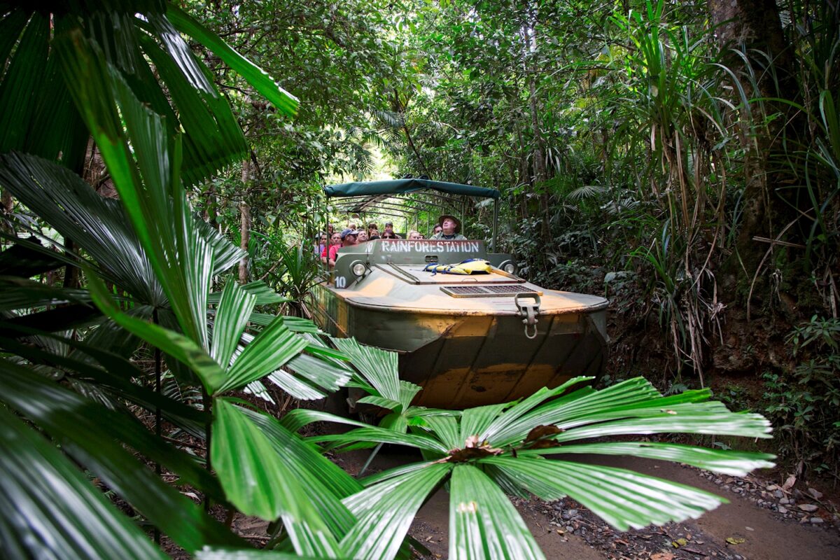 Army Duck in Rainforest