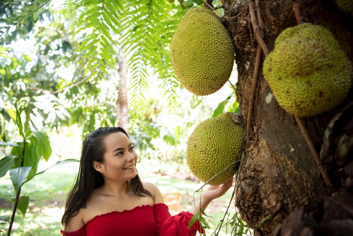 Tropical Fruit Gardens