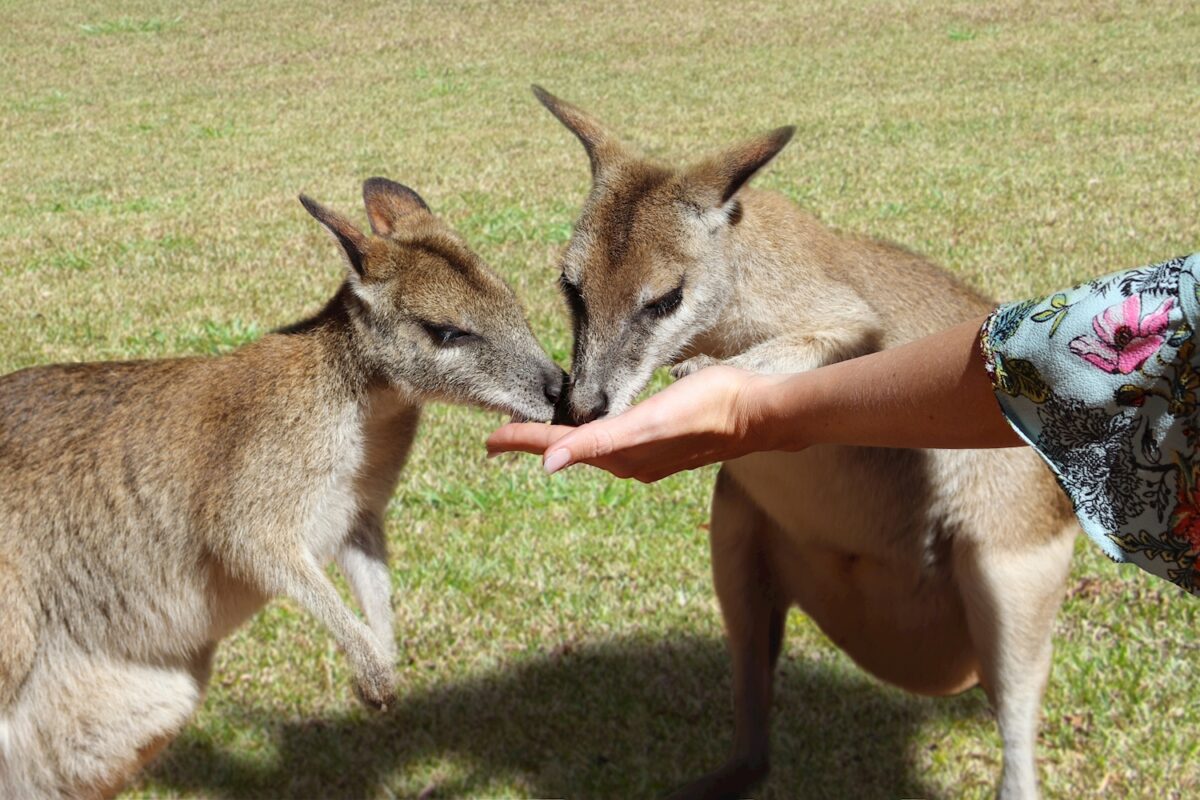 Feeding Kangaroos