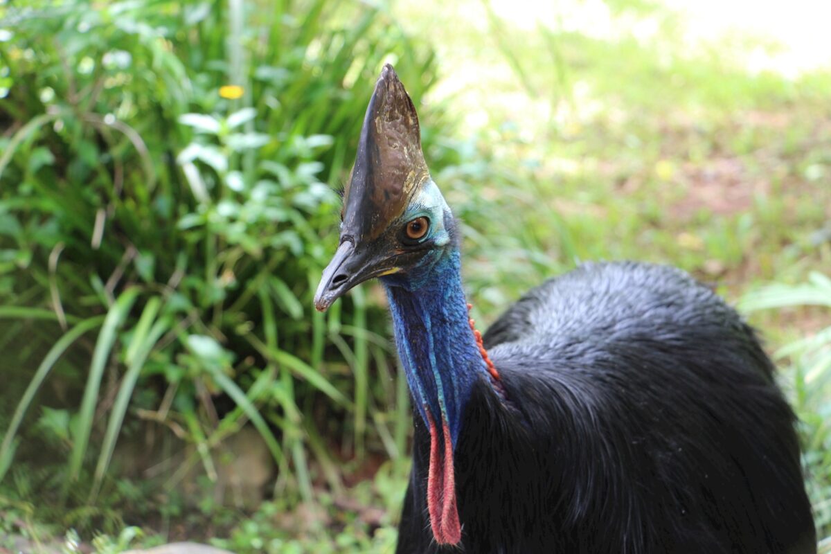 Cassowary