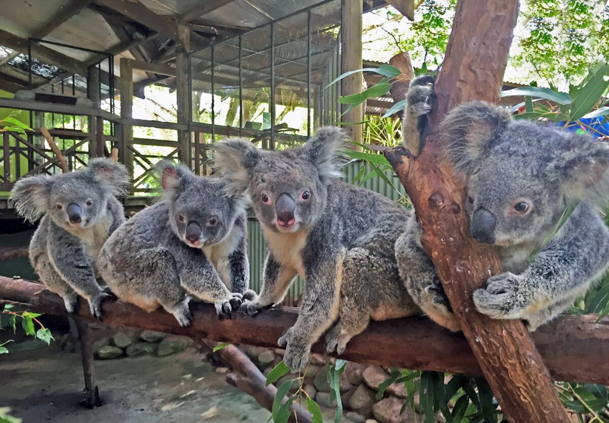 Koalas at Wildlife Park