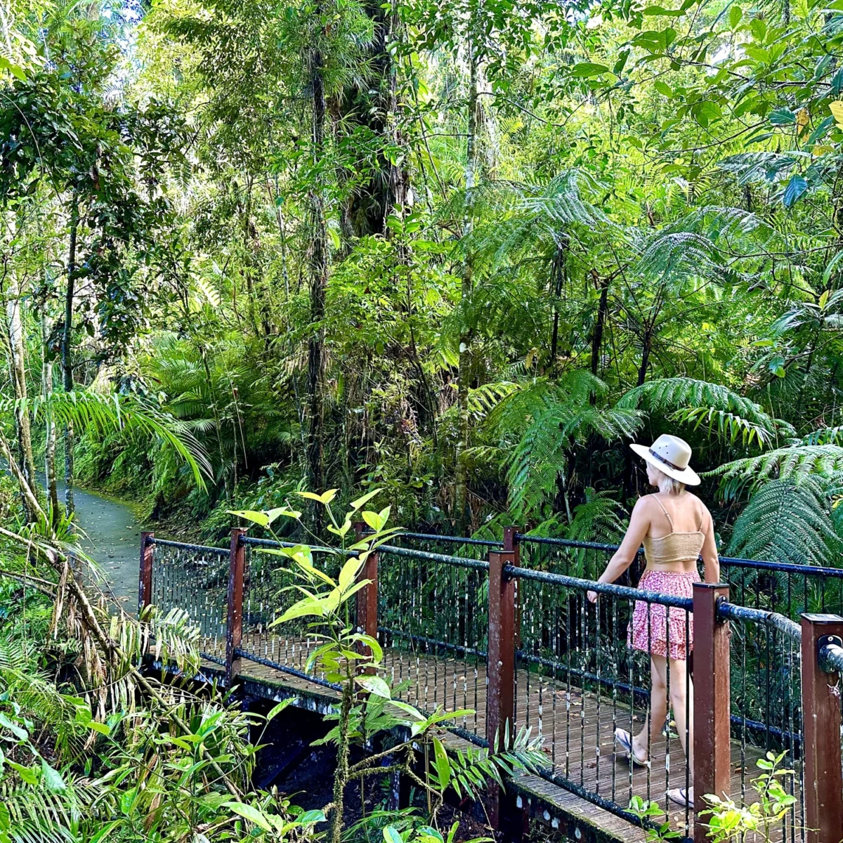 Rainforest Boardwalk