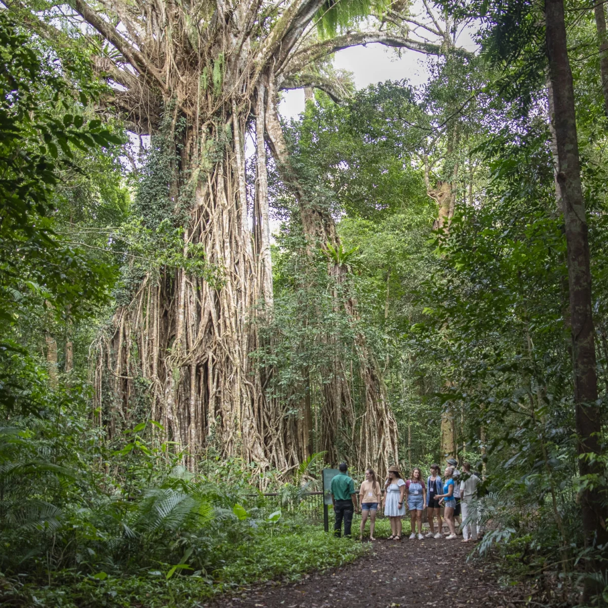 Cathedral Fig Tree